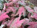 Fannie Munson Caladium / Caladium bicolor 